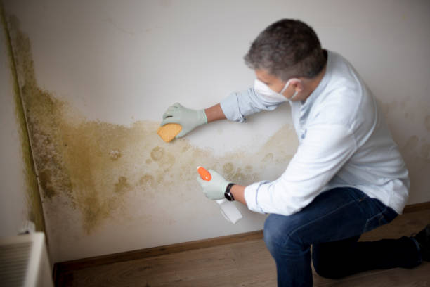 Best Asbestos and Lead Testing During Mold Inspection  in Greensburg, IN